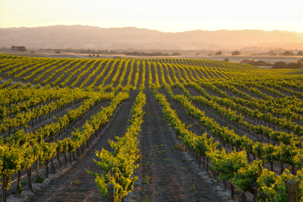 CA Vineyard